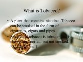 Is tobacco a plant