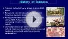 Tobacco cultivation has a history of about 8 years.