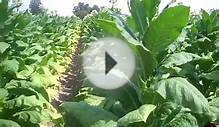 What does a tobacco plant look like?
